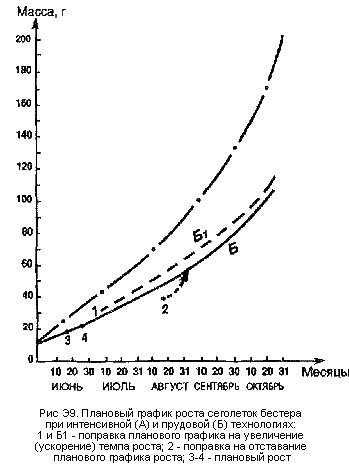 График роста сеголеток бестера