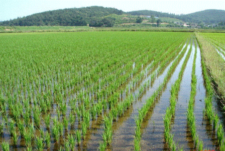 Как выращивают рыбу на рисовых полях