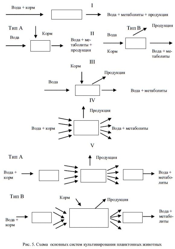 Схема основных систем культивирования дафний