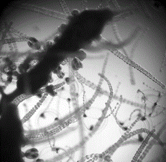 Рис. 1. Полип гидромедузы Sarsia tub- ulosa, видны медузоидные почки и медузы (фото З.А. Романовой) 