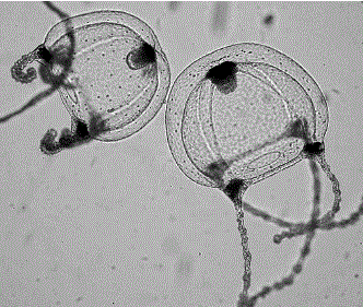 Рис. 2. Свободно плавающие особи гидромедузы Sarsia tubulosa (размеры купола 0,5 мм) (фото З.А. Романовой) 