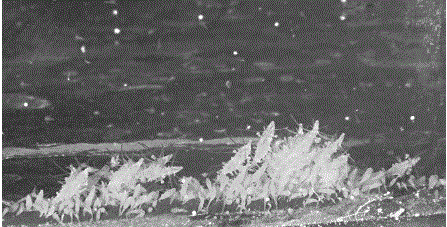 Рис. 4. Заражение инкубаторов для содержания личинок гидромедузой Sarsia tubulosa (фото автора)