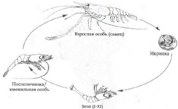 Жизненный цикл М.rosenbergiі 