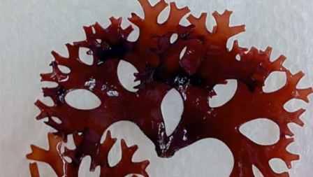 Чем известна красная водоросль хондрус