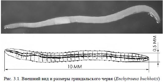 Внешний вид и размеры гриндальского червя (Enchytraeus buchhoizi)
