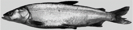 Разведение рыбы белорыбица и нельма в аквакультуре