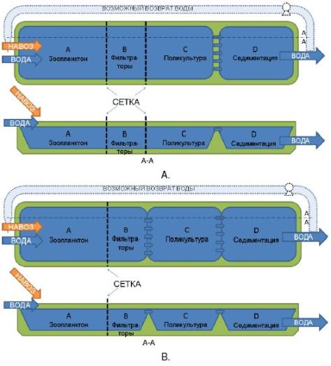 Возможное построение каскадной системы: A – система из двух прудов; B – система из трех прудов друг от друга сеткой, пропускающей только зоопланктон. 