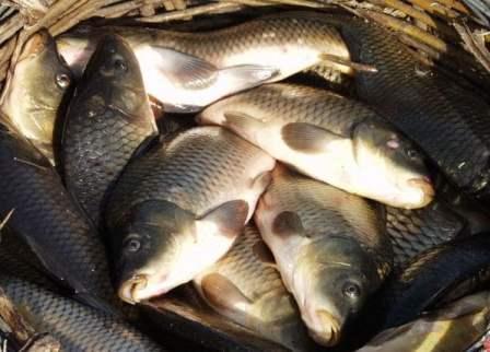 Прудовое рыбоводство в Узбекистане