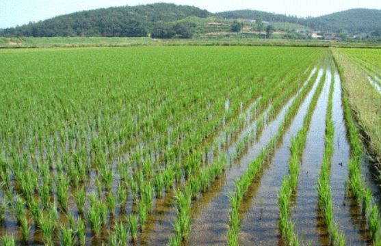 рисовые поля как вести рыбоводство