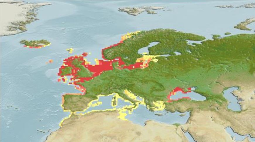 Ареал распределения тюрбо (Scophthalmus maximus) и камбалы калкан (Psetta maxima maeotica) в Северной Атлантике и Черном море