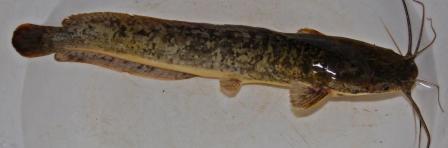 sharptooth catfish photo