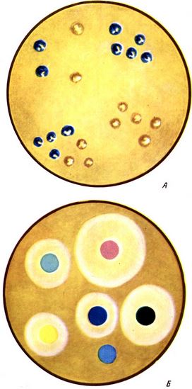 Таблица I. Колонии бактерий, положительно реагируют на цитохромоксидазу (окрашены в сине - голубой цвет) (А); Б - определение чувствительности бактерий к антибиотикам методом бумажных дисков на агаре