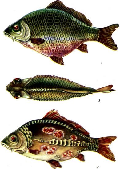 Таблица IV. Аэромоноз (краснуха) карпов: 1,2- асцитная форма; 3 - язвенная форма