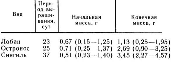 выращивание кефали в садках