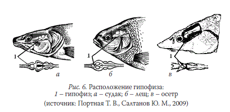 Расположение гипофиза