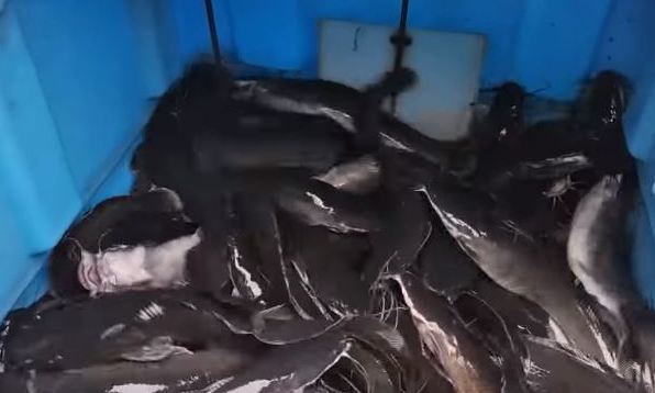 Clarium catfish breeding as a business