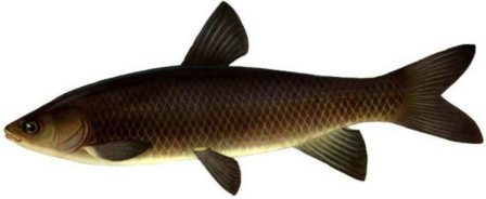 Black carp fish
