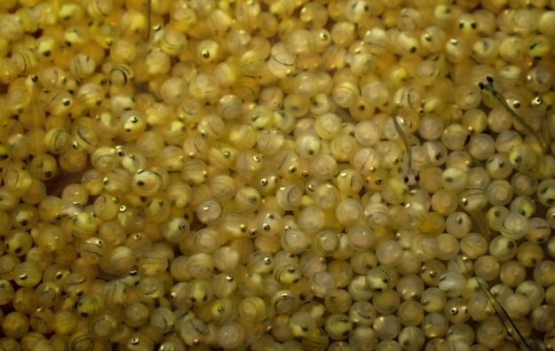 What does salmon caviar look like?