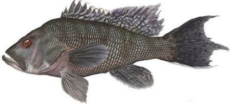 what is seabass and what does it look like