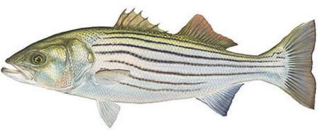 Striped sea bass