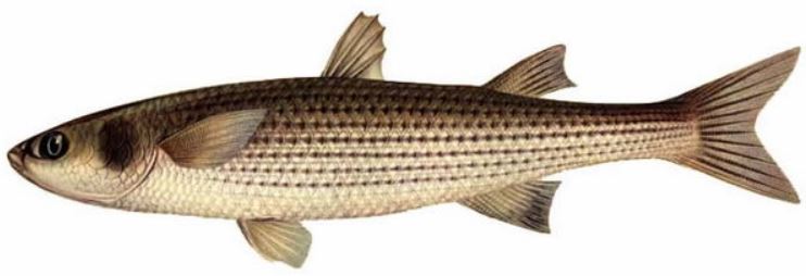 Description of flathead grey mullet fish