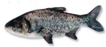 Bighead carp in aquaculture