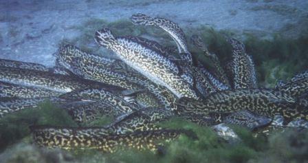 Виды рыб для разведения в искусственных водоемах и прудах