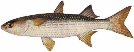 Description of Golden grey mullet fish