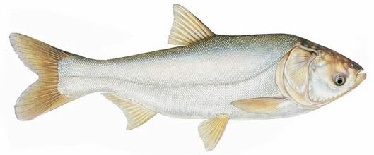 What does a white silver carp look like? Brief description
