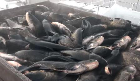 Growing silver carp in aquaculture