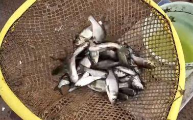 Features of growing silver carp in a pond