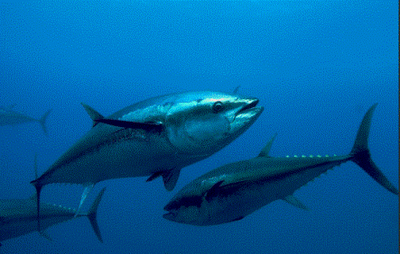 Growing tuna fish in aquaculture