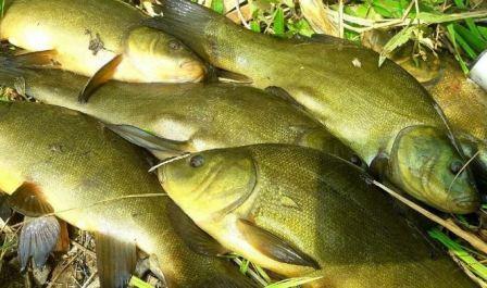 What does tench fish look like photo