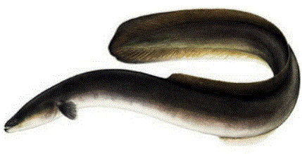 European eel 